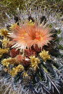 Ferocactus santa-maria Britton & Rose resmi