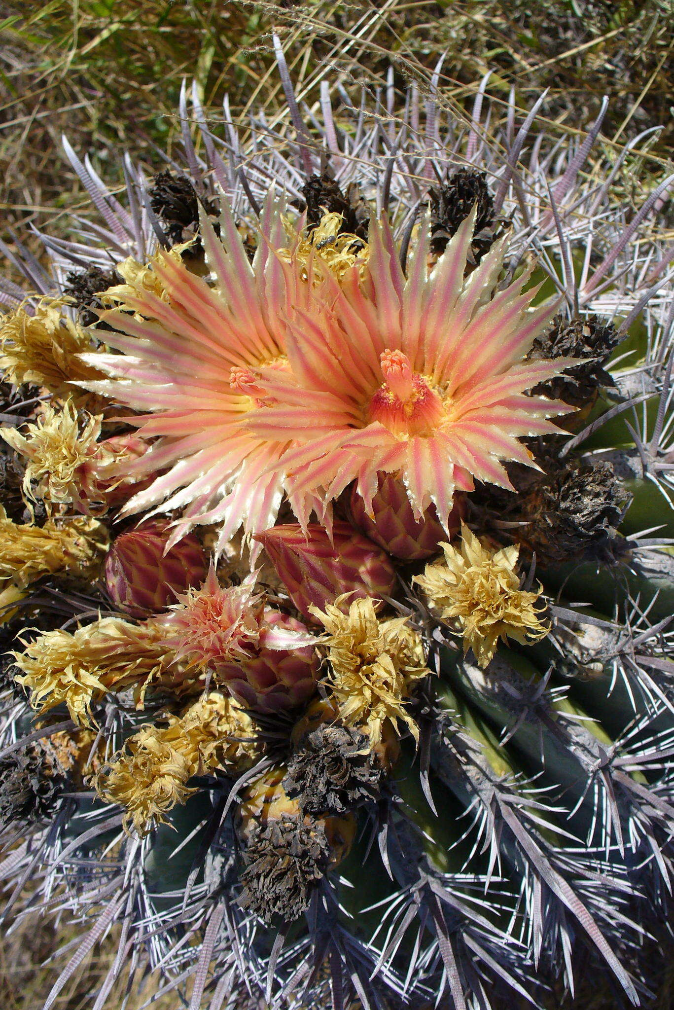 Ferocactus santa-maria Britton & Rose resmi