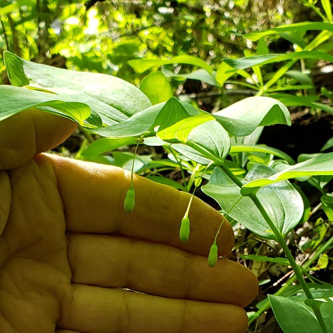 Image of Polygonatum biflorum var. biflorum