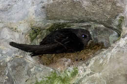 Image of American Black Swift