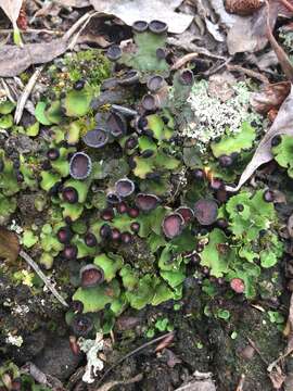 Image of Fan lichen;   Felt lichen