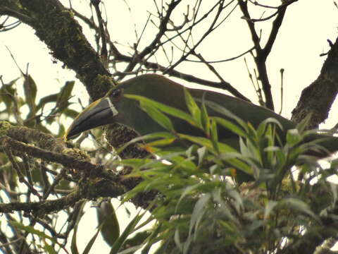 Image of Greyish-throated Toucanet