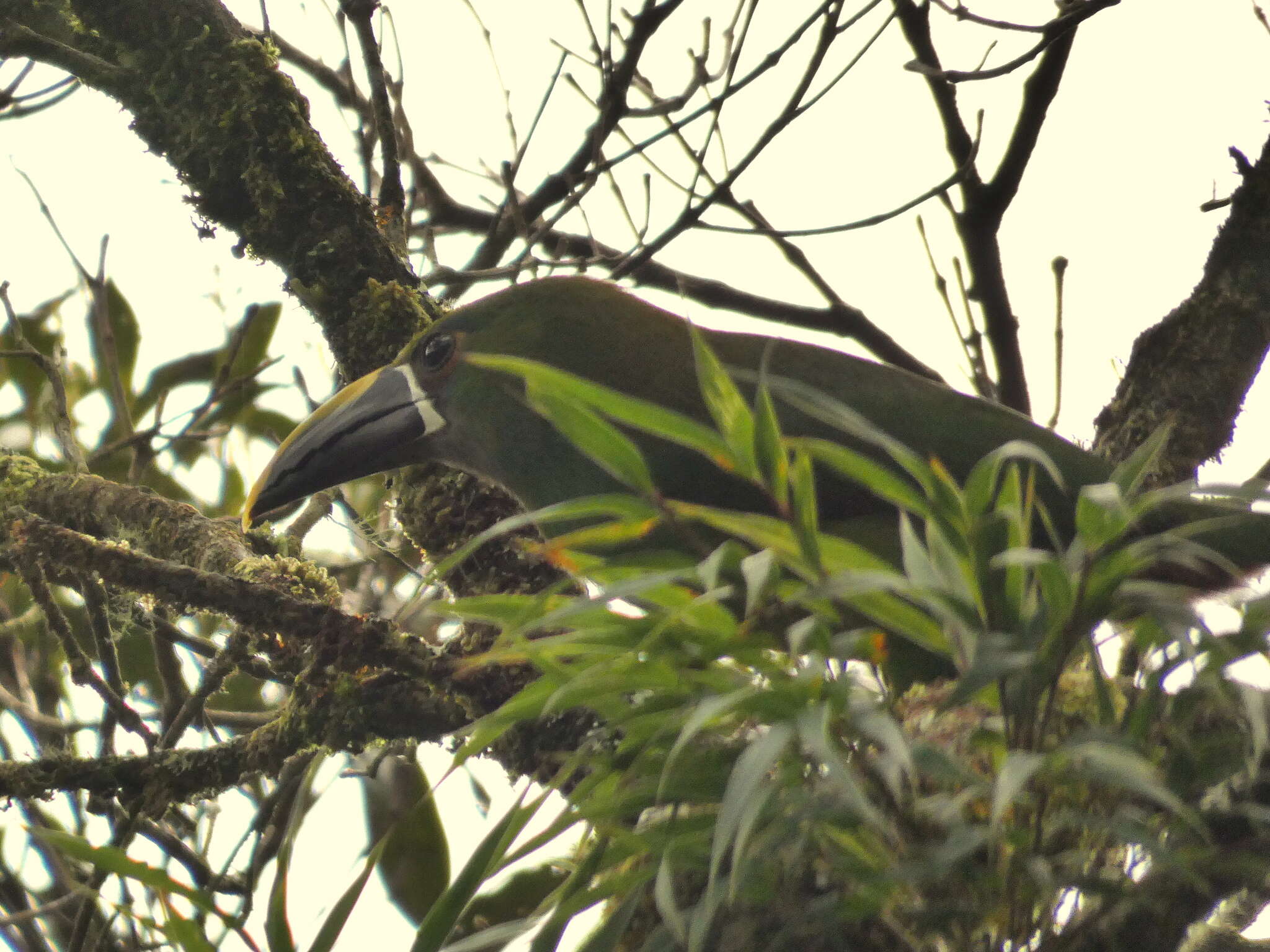 Imagem de Aulacorhynchus albivitta (Boissonneau 1840)