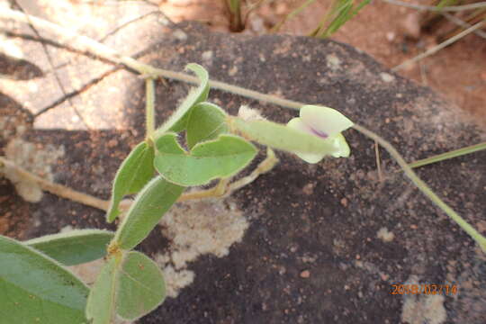 Image of Macrotyloma coddii Verdc.