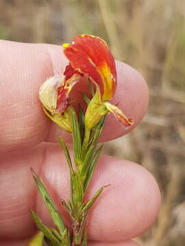 Слика од Aspalathus angustifolia (Lam.) R. Dahlgren