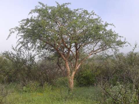 Image of fragrant bursera