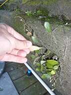 Image of leather-leaf fern