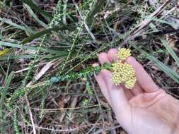 Plancia ëd Cassinia denticulata R. Br