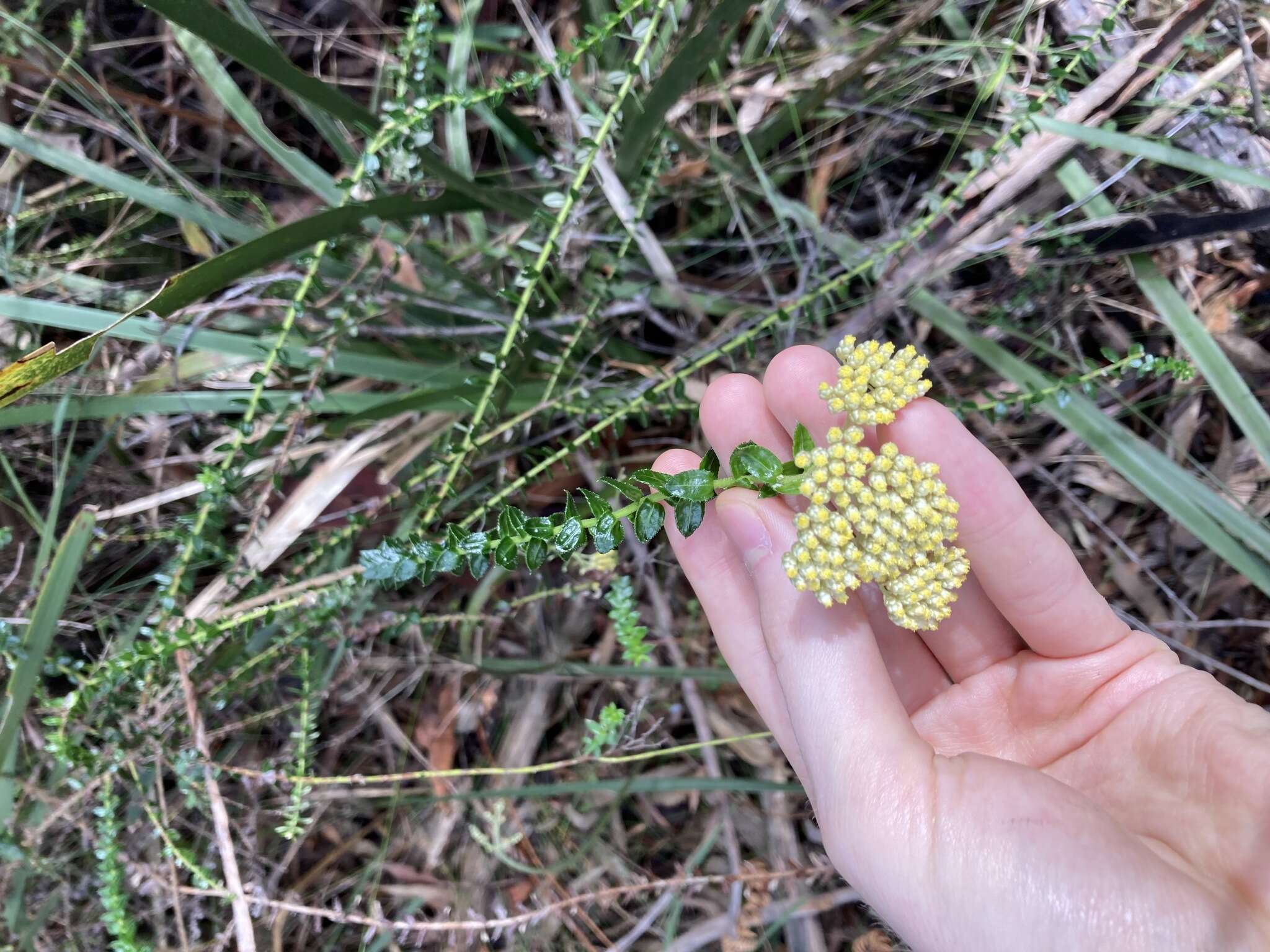 Cassinia denticulata R. Br resmi