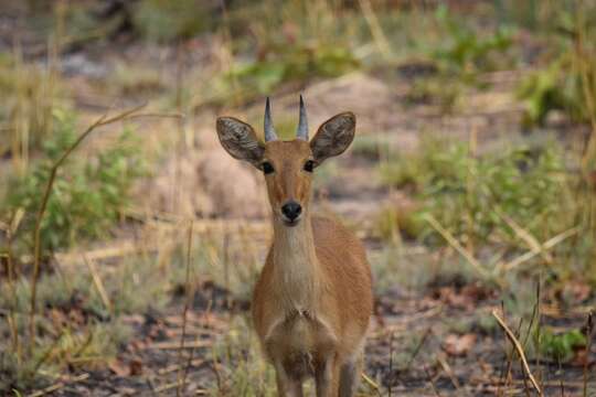 Image of Bohor Reedbuck