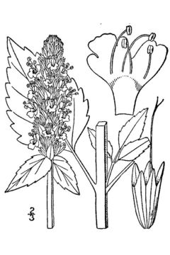 Image of yellow giant hyssop