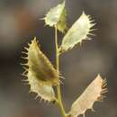 Image of Astragalus schmalhausenii Bunge