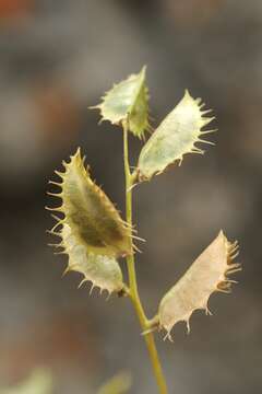 Imagem de Astragalus schmalhausenii Bunge