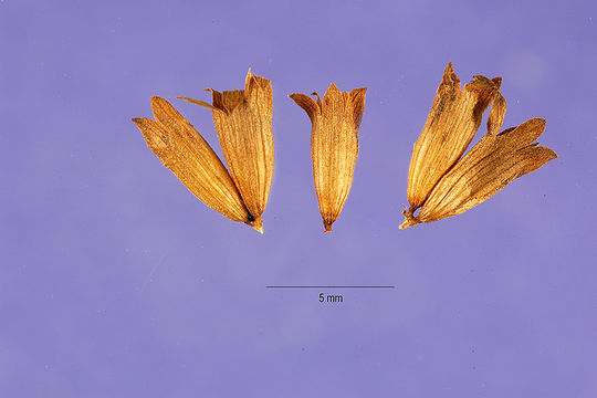 Image of yellow giant hyssop