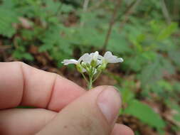 Image of Seaside Bittercress