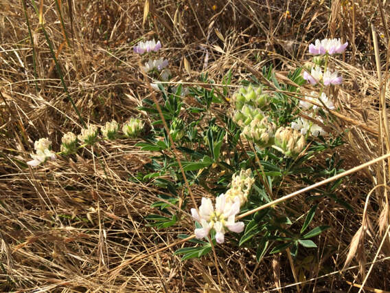 Image of whitewhorl lupine