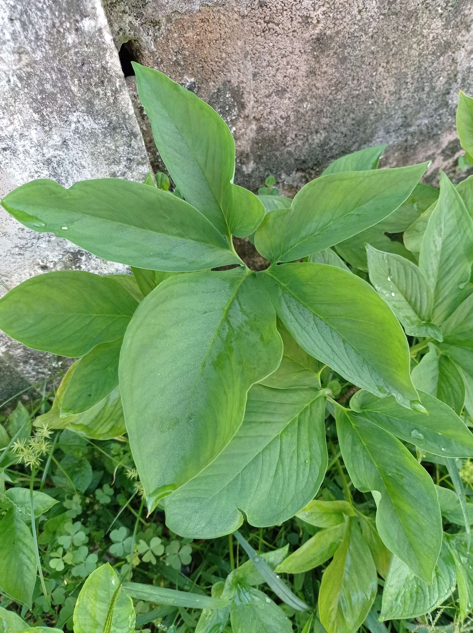 Image of Xanthosoma wendlandii (Schott) Standl.