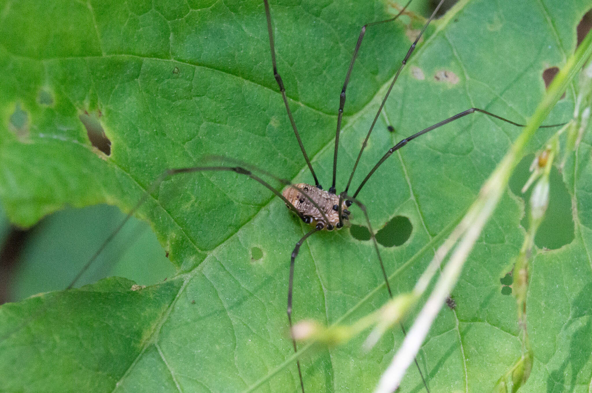 Image of Leiobunum nigropalpi (Wood 1868)