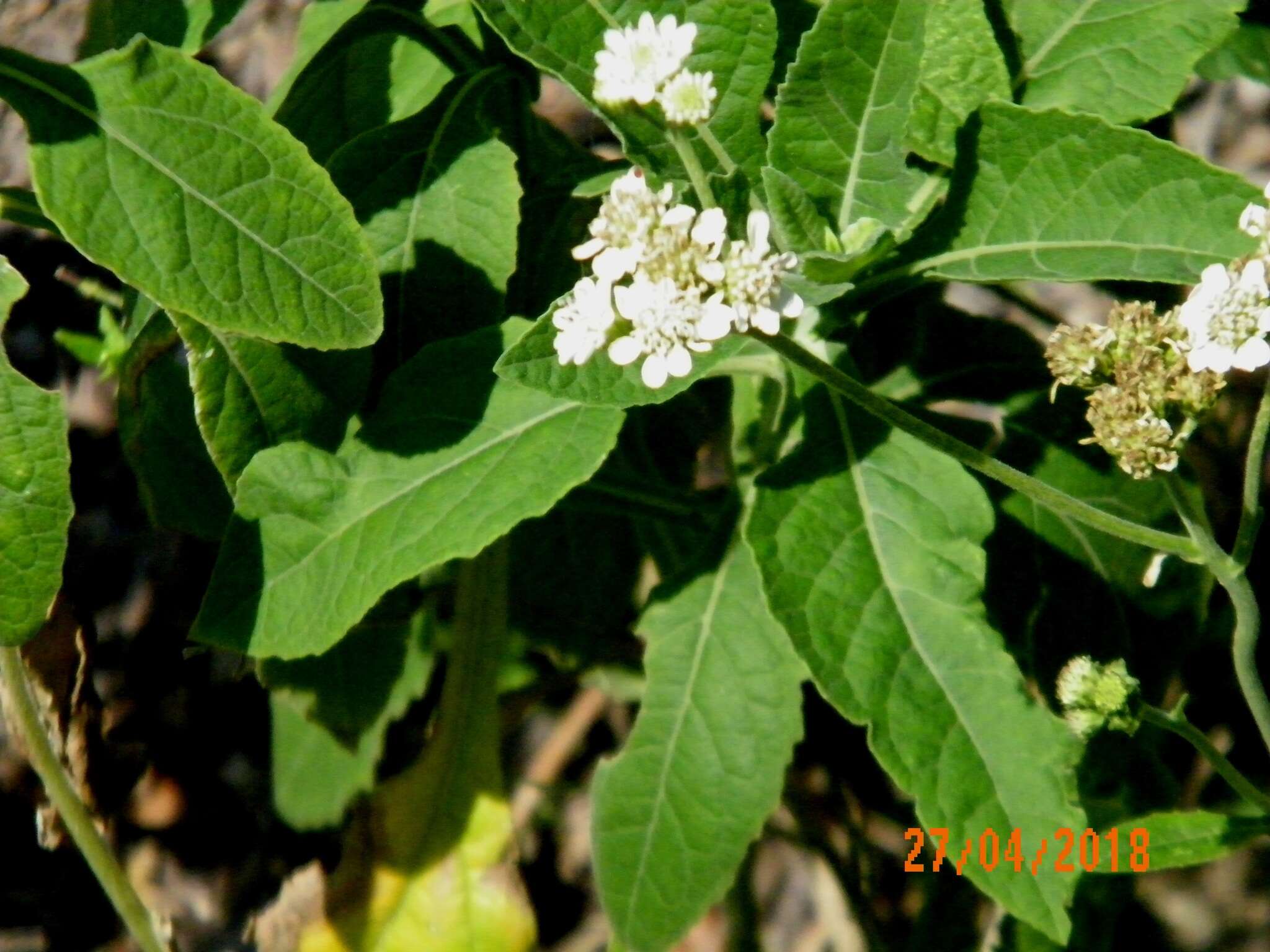 Image of Texas crownbeard