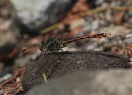 Imagem de Paragomphus flavohamatus (Martin 1921)