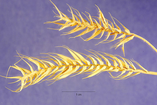 Image of crested wheatgrass