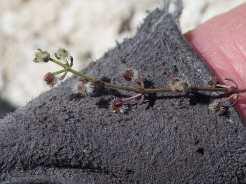 Image of limestone bedstraw