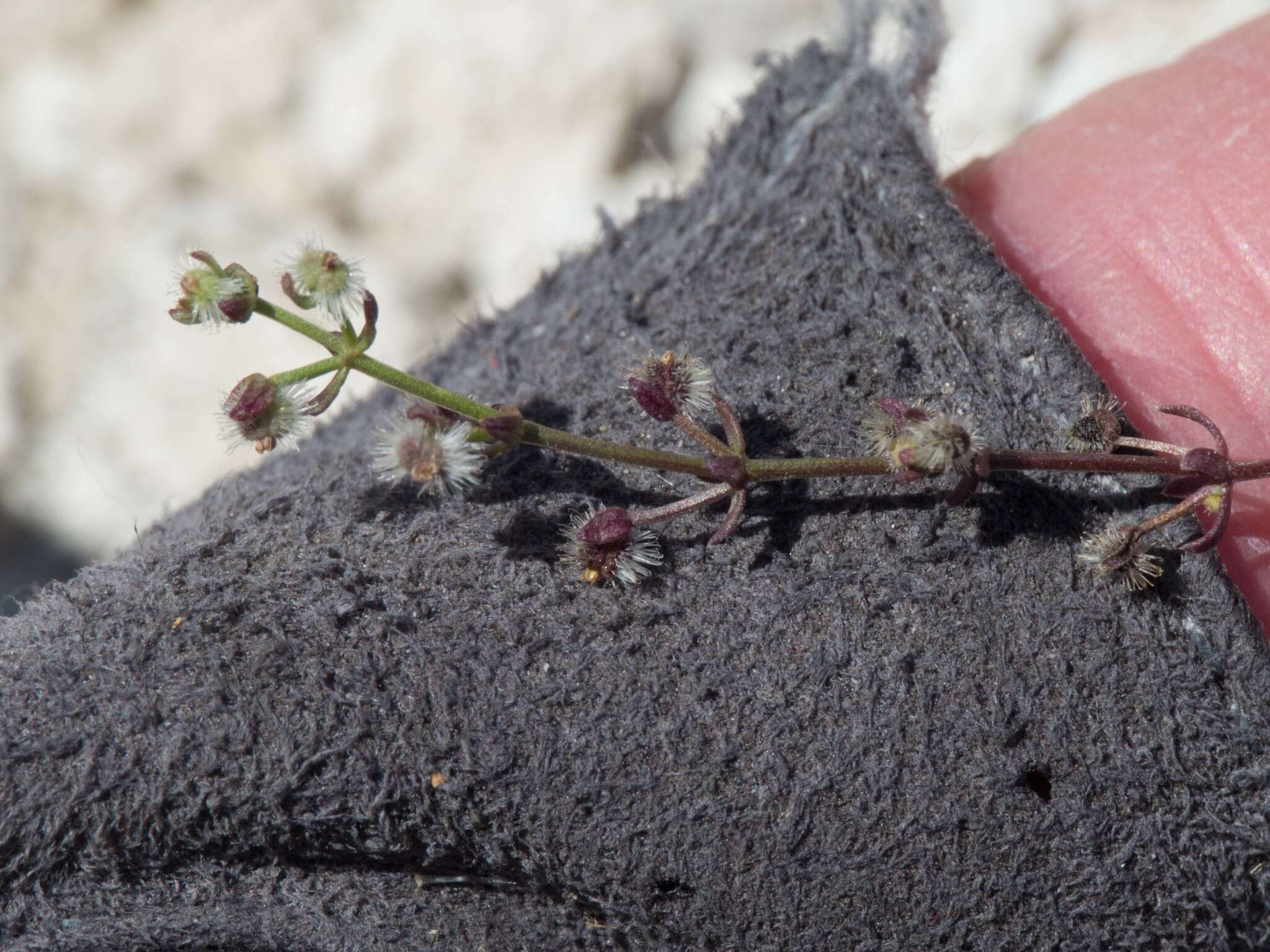 Image of limestone bedstraw