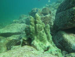 Image of hump coral