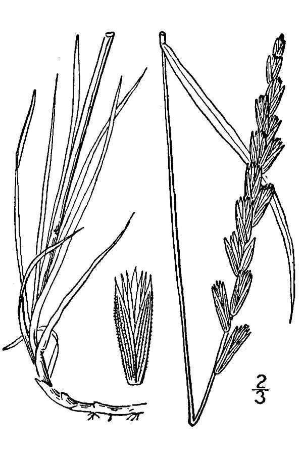 Elymus (rights holder: "<a href=""http://www.knps.org"">Kentucky Native Plant Society</a>. Scanned by <a href=""http://www.omnitekinc.com/"">Omnitek Inc</a>.")