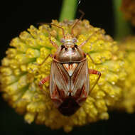 Image of Lygus punctatus (Zetterstedt 1838)