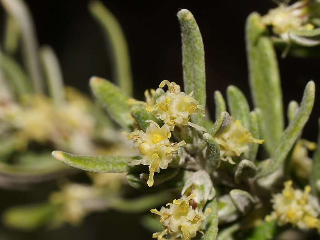 Image de Olearia axillaris (DC.) F. Müll.