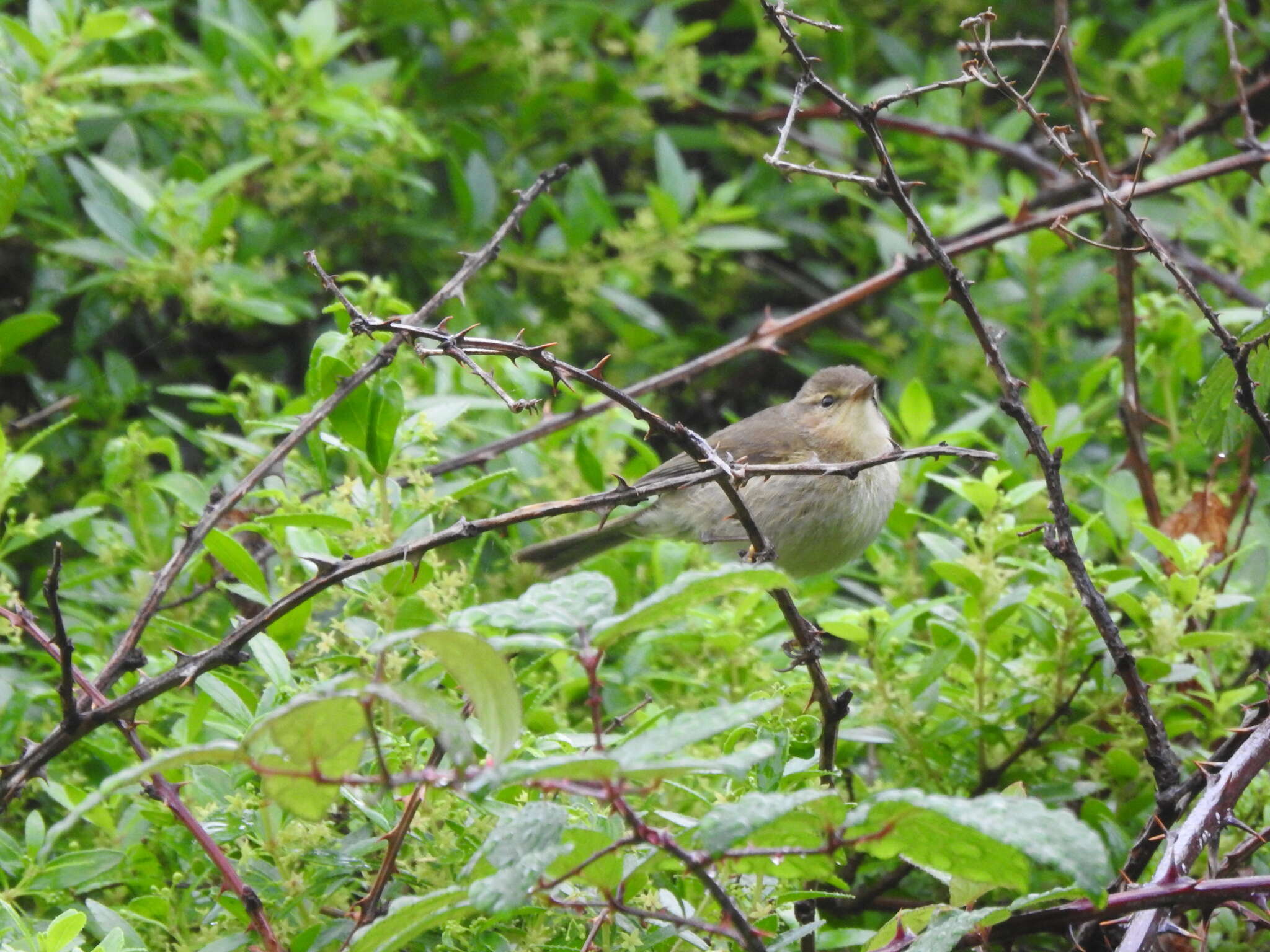 Image of Canary Islands Chiffchaff