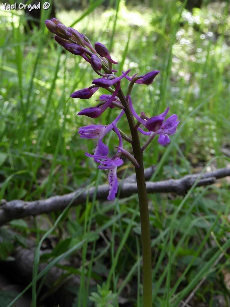 Sivun Orchis anatolica Boiss. kuva