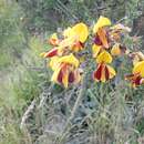 Image of Scotch broom