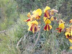 Image of Scotch broom