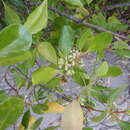 Image of yamstick mangrove