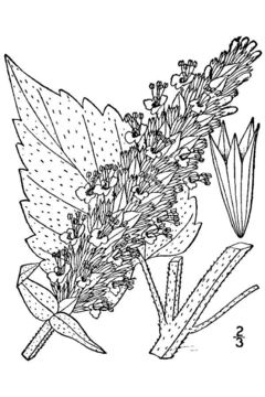 Image of purple giant hyssop