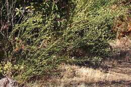 Image of Malibu baccharis