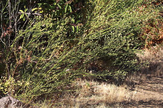 Image of Malibu baccharis