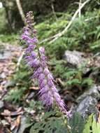 Image of Collinsonia macrobracteata (Masam.) Harley