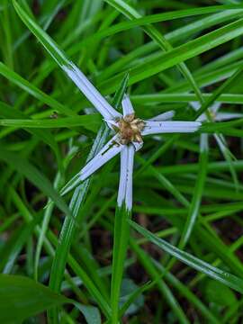 Image of Rhynchospora pura (Nees) Griseb.