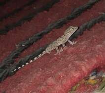Image of Desert Wall Gecko