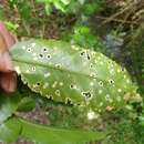 Thalassohelix zelandiae (Gray 1843)的圖片