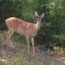 Image of Odocoileus virginianus macrourus (Rafinesque 1817)