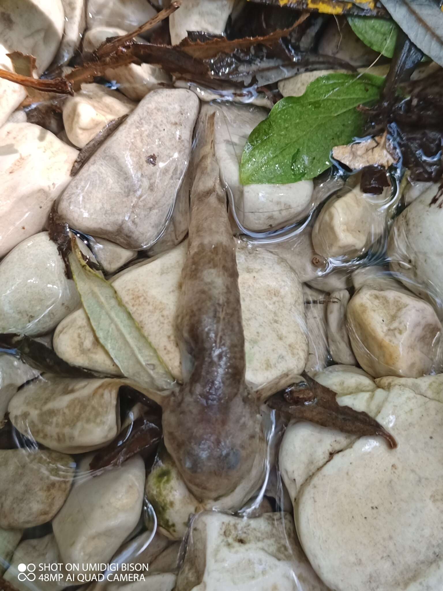 Image of Bullhead