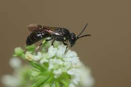 Imagem de Hylaeus hyalinatus Smith 1842