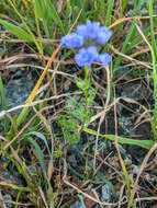 Image of California gilia