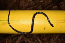 Image of Black Halloween Snake