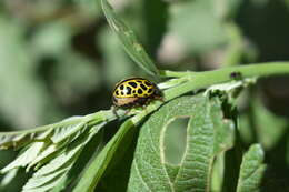 Calligrapha polyspila (Germar 1821)的圖片