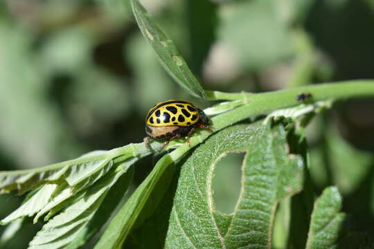 Calligrapha polyspila (Germar 1821)的圖片